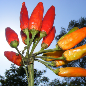 Hot Aunty – Fusion Recipes